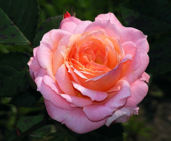 Pinocchio photo pin2013_06090023_zpsf86d6e31.jpg